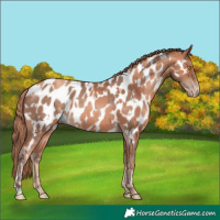 Horse Color:Amber Champagne Appaloosa  and Gold Champagne Appaloosa 
