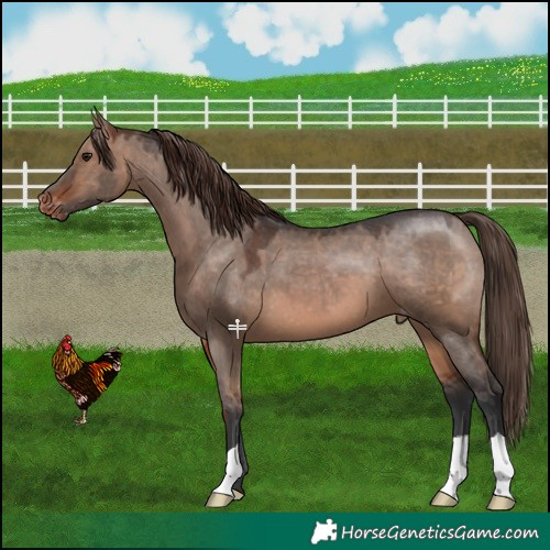 Horse Color:Brown Dun Appaloosa 