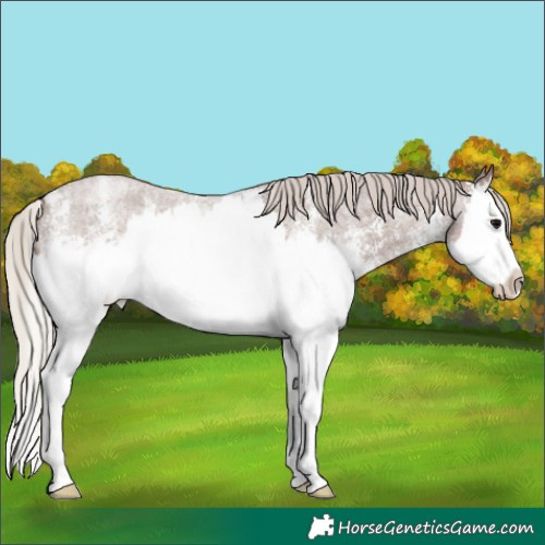 Horse Color:Silver Blue Roan Sabino Splash