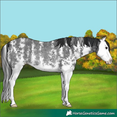 Horse Color:Black Sabino Splash Rabicano 