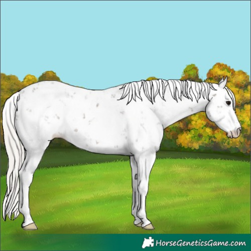 Horse Color:Silver Black Sabino Rabicano 