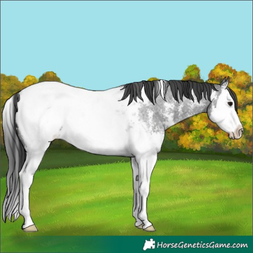 Horse Color:Blue Roan Sabino Splash Appaloosa 