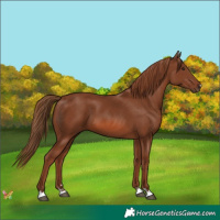Horse Color:Chestnut 