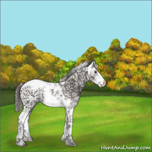 Horse Color:Liver Chestnut Sabino Appaloosa 