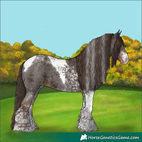 Horse Color:Liver Chestnut Sabino Tobiano Appaloosa 