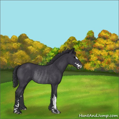 Horse Color:Black Sabino Rabicano 