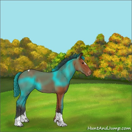 Horse Color:Bay Sabino Tobiano Appaloosa Rabicano 