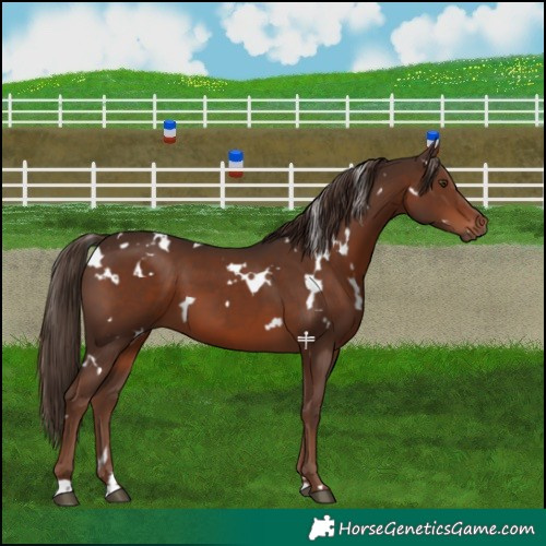 Horse Color:White Spotted Liver Chestnut