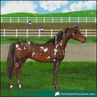Horse Color:White Spotted Liver Chestnut 