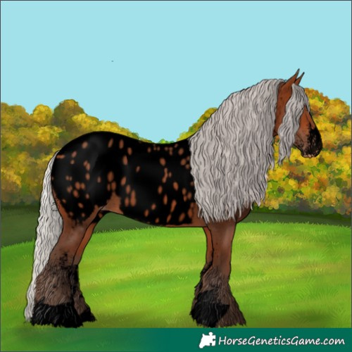 Horse Color:Void White Spotted Silver Bay Appaloosa 