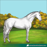 Horse Color:Gray Bay Tobiano Appaloosa 