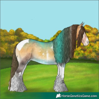 Horse Color:Buckskin Onyx Sabino Tobiano Appaloosa 
