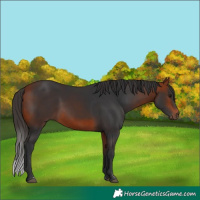 Horse Color:Bay Rabicano