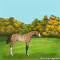 Horse Color:Buckskin Rabicano