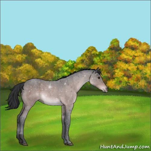 Horse Color:Platinum Brown Roan 