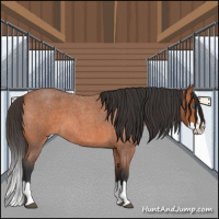 Horse Color:Bay Roan Splash 