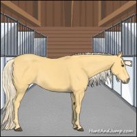 Horse Color:Palomino 