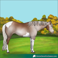 Horse Color:Gray Silver Black Pearl Tobiano 