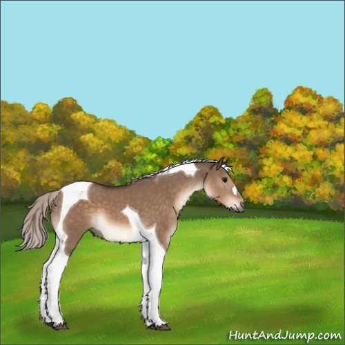Horse Color:Silver Brown Dun Tobiano 