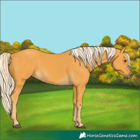 Horse Color:Palomino 