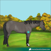 Horse Color:Grullo Rabicano 