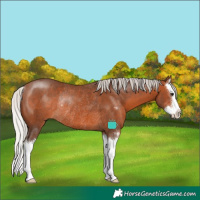 Horse Color:Silver Brown Sabino Splash Rabicano 