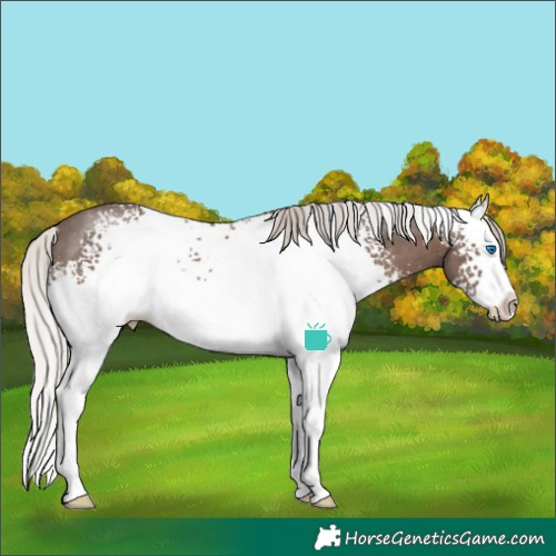 Horse Color:White Spotted Silver Black Splash Rabicano 