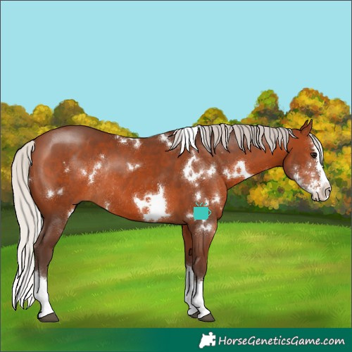 Horse Color:White Spotted Silver Brown Sabino Splash Rabicano