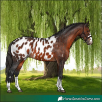 Horse Color:Brown Appaloosa 