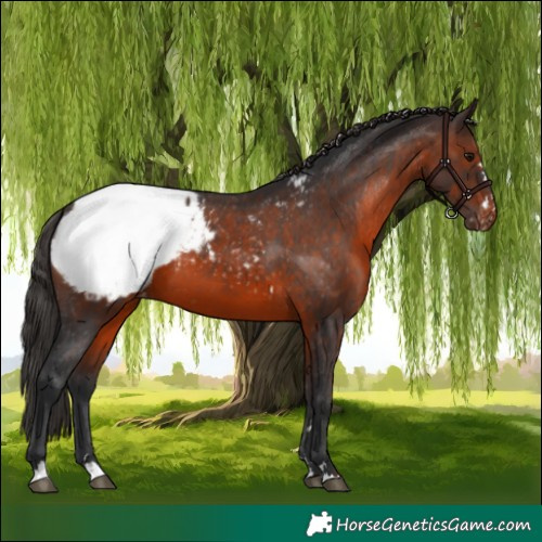 Horse Color:Brown Appaloosa 