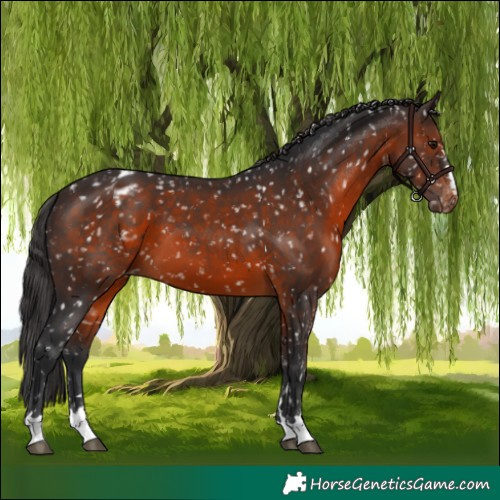 Horse Color:Brown Appaloosa 