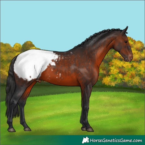 Horse Color:Brown Appaloosa 