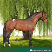 Horse Color:Bay Appaloosa 