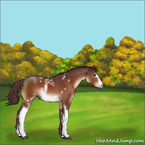 Horse Color:White Spotted Chocolate Bay 