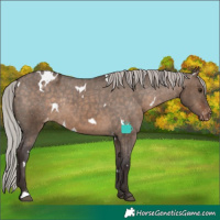 Horse Color:White Spotted Silver Brown Dun Appaloosa Rabicano 