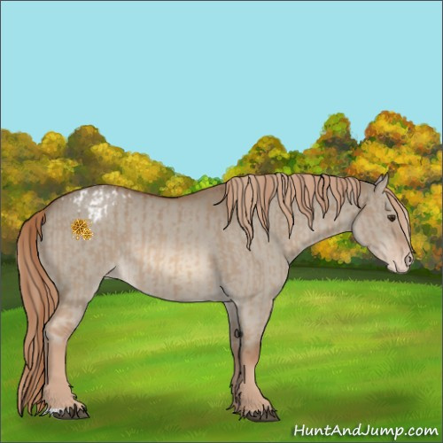 Horse Color:Red Dun Appaloosa  and Red Dun Appaloosa Rabicano 