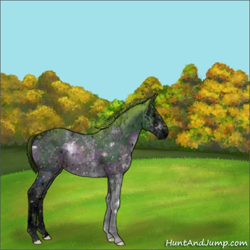 Horse Color:ERROR: UNKNOWN ANOMALY
