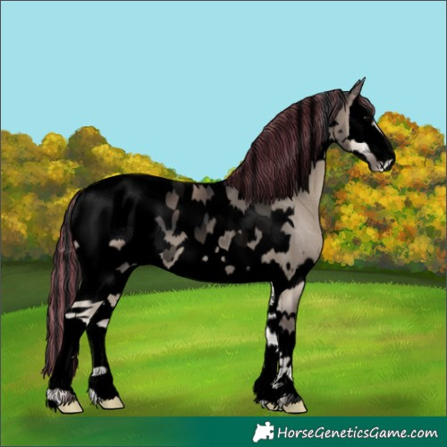 Horse Color:ERROR: UNKNOWN ANOMALY