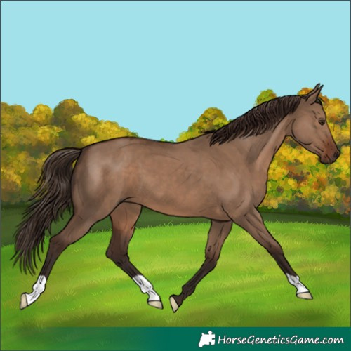 Horse Color:Liver Red Dun 
