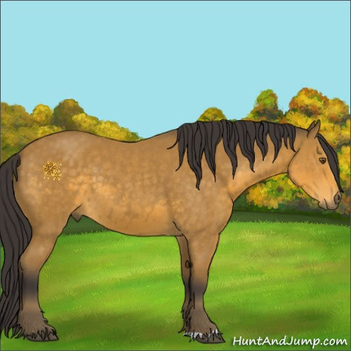 Horse Color:Buckskin 