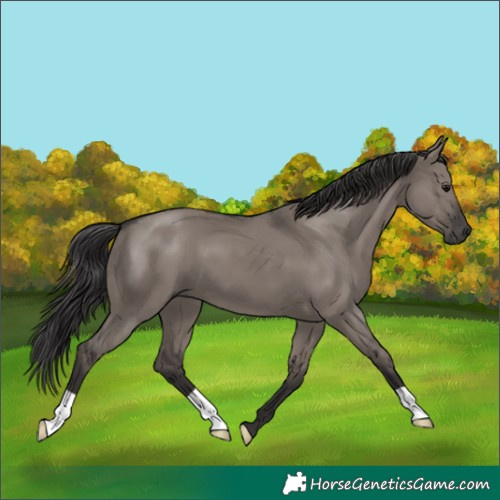 Horse Color:Smoky Grullo 