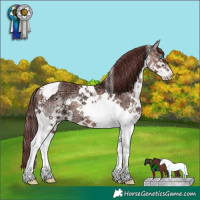 Horse Color:Chocolate Sable Champagne Ice Splash Tobiano 