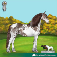 Horse Color:Chocolate Sable Champagne Ice Splash Tobiano 