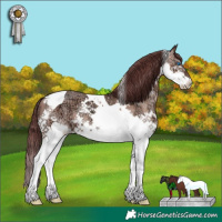 Horse Color:Chocolate Sable Champagne Ice Splash Tobiano