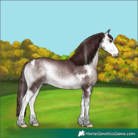 Horse Color:Platinum Chocolate Bay Onyx Sabino