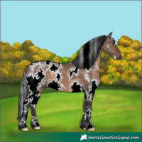 Horse Color:White Spotted Brown Dun 