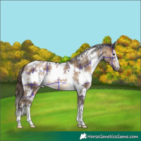 Horse Color:Plaid White Spotted Brown Dun