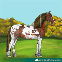 Horse Color:Painted Brown Tobiano