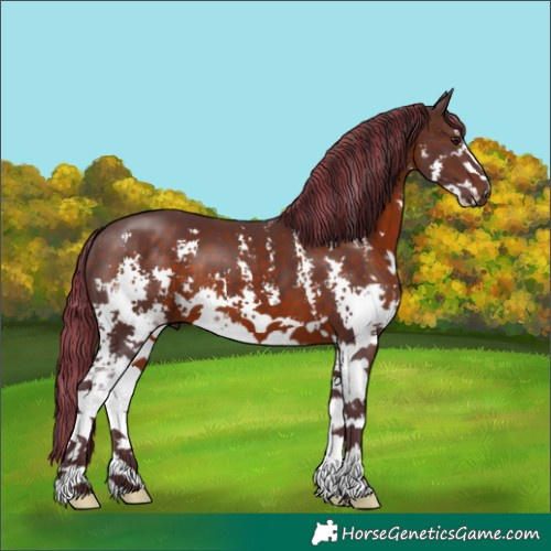 Horse Color:Painted Chocolate Brown Sabino 