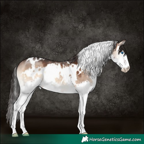 Horse Color:White Spotted Brown Onyx Splash